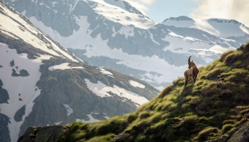 Tra primavera e inverno, Parco nazionale Gran Paradiso By Vittorio Morletto [CC BY-SA 4.0  (https://creativecommons.org/licenses/by-sa/4.0)], from Wikimedia Commons