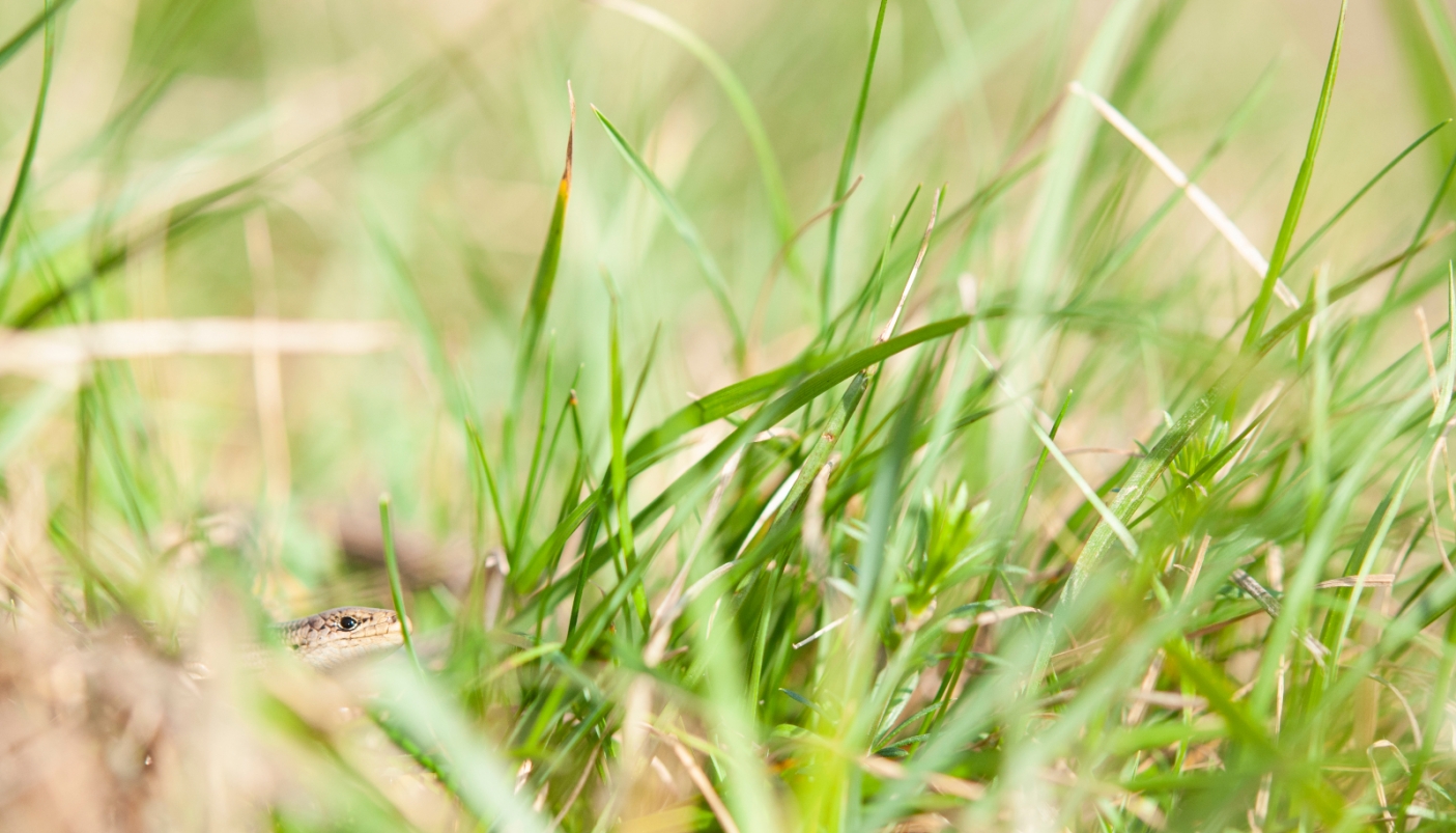 Esemplare di Luscengola nascosto nell'erba  