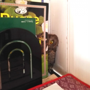 Otino gioca a nascondino