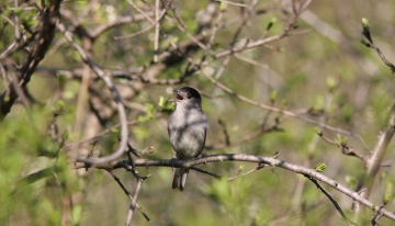 Capinera maschio in canto ad Arnodera | Foto L. Giunti 