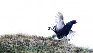 Metti un gallo forcello a inizio estate...