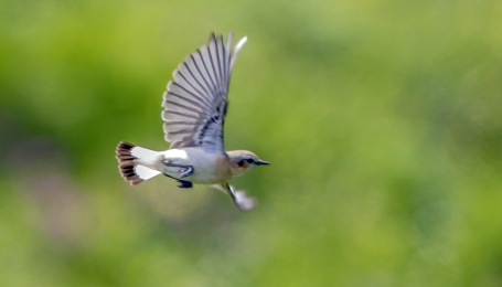 Culbianco in volo | Foto p.g.c. BattiGai