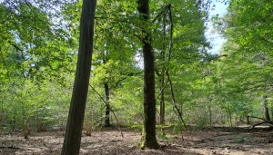 Uno scorcio del Bosco della Partecipanza - Foto L. Camoriano