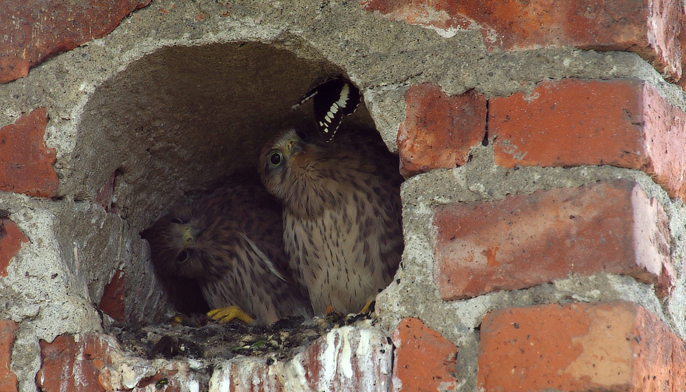 Un intruso nel nido del gheppio  | F. Lorenzini