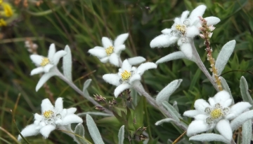 La Stella nascosta fra le rocce