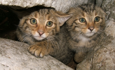 Gatti selvatici delle Valli del Natisone (Udine) - Foto L. Lapini. 