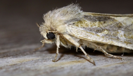 Luperina dumerilii, muso | Foto M. Rosso 