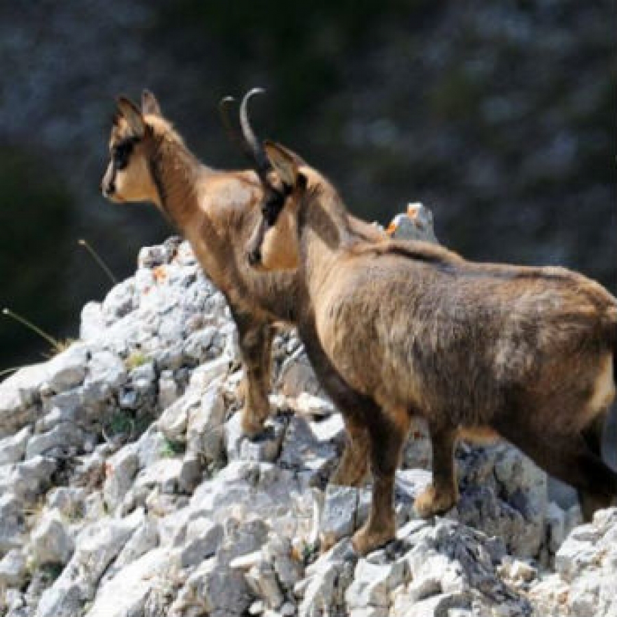 Aumentano i camosci in Appennino