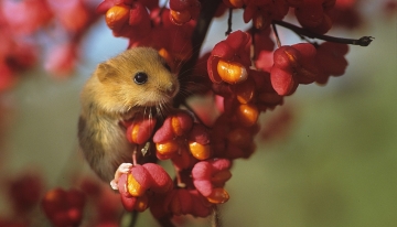 Moscardino | Foto Campora - Cottalasso