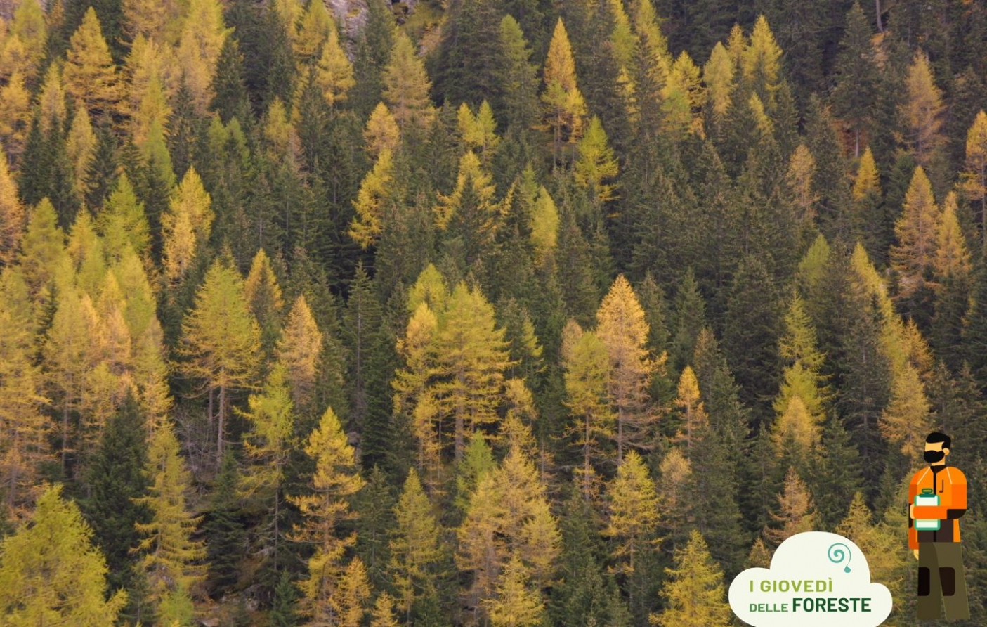 Bosco misto di larice e pino cembro | Foto T. Farina