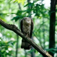 Quanti falchi in Valle Po!