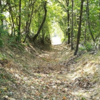Raccolta funghi, una risorsa per il sentiero dei Laghi del Gorzente