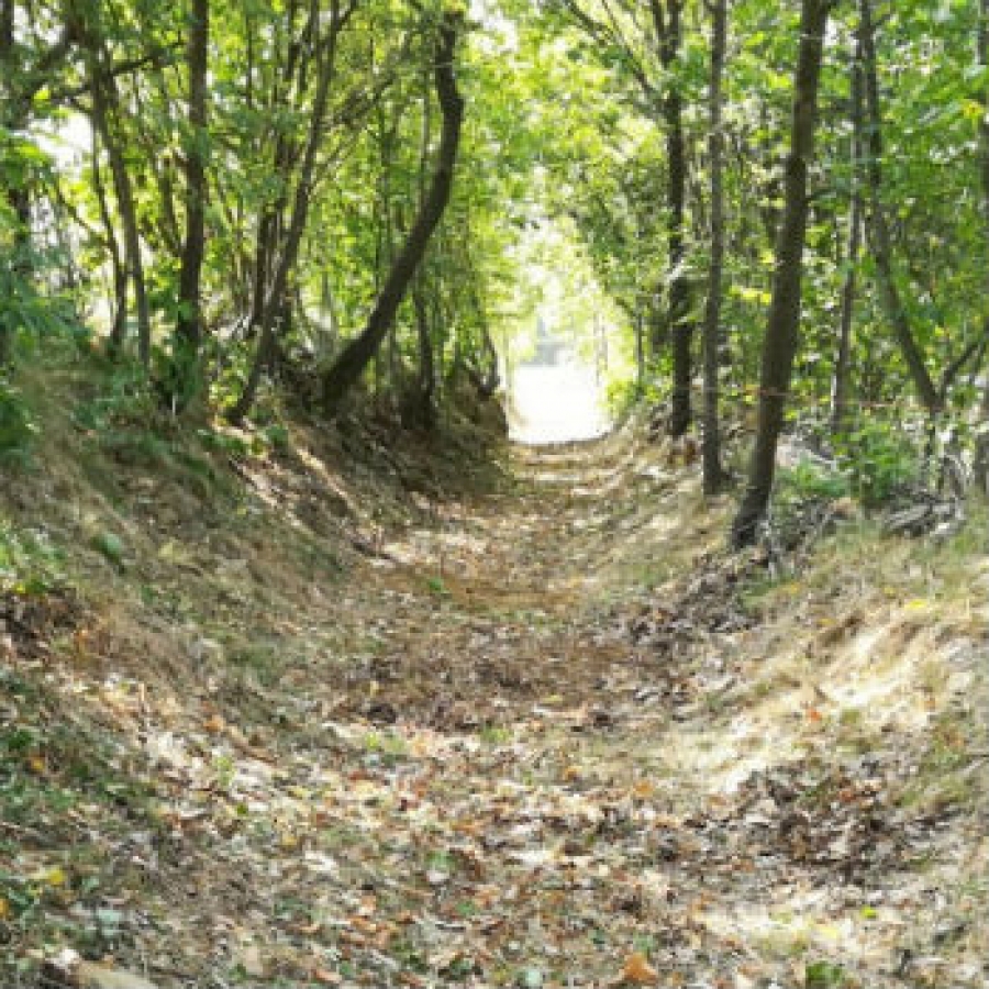 Raccolta funghi, una risorsa per il sentiero dei Laghi del Gorzente