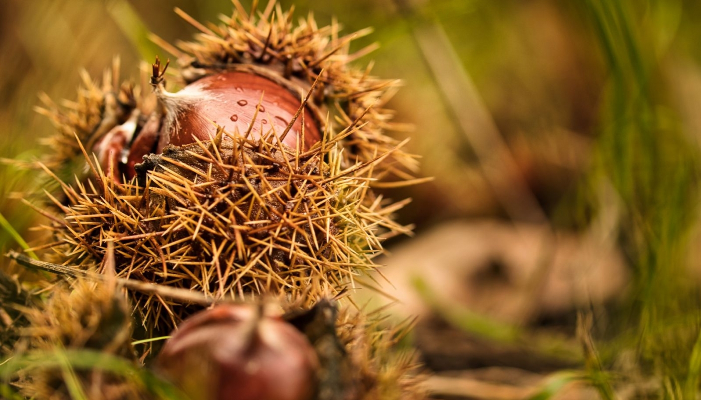 La castagna granda