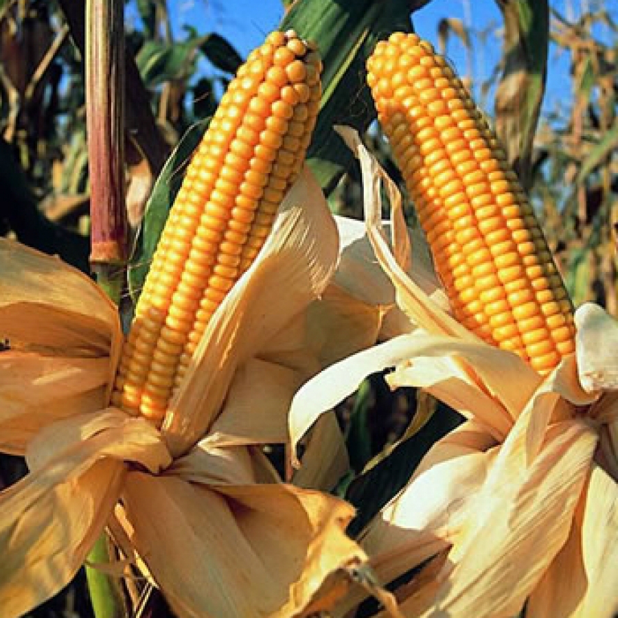 Cambiamenti climatici e OGM