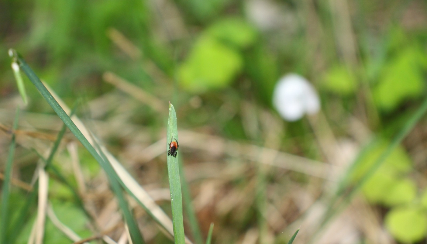 Le zecche non saltano, non volano ma mordono!  (foto L. Tomassone)