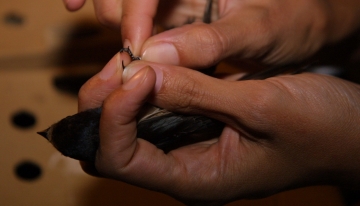 Momento di inanellamento di un esemplare catturato | Foto G. Boscolo 