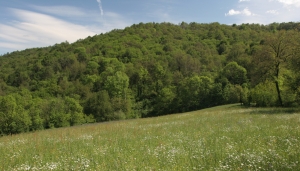 Il Bosco del Vaj - Foto T. Farina