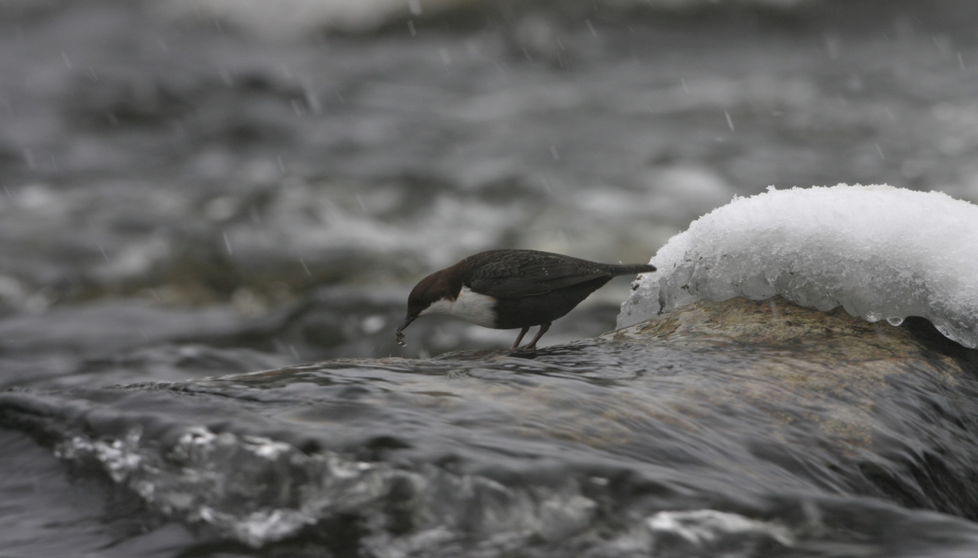 Merlo acquaiolo a Mattie, bassa Valle di Susa 