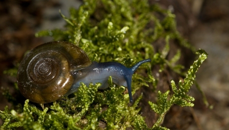 Oxychilus draparnaudi - Foto F. Crovetto