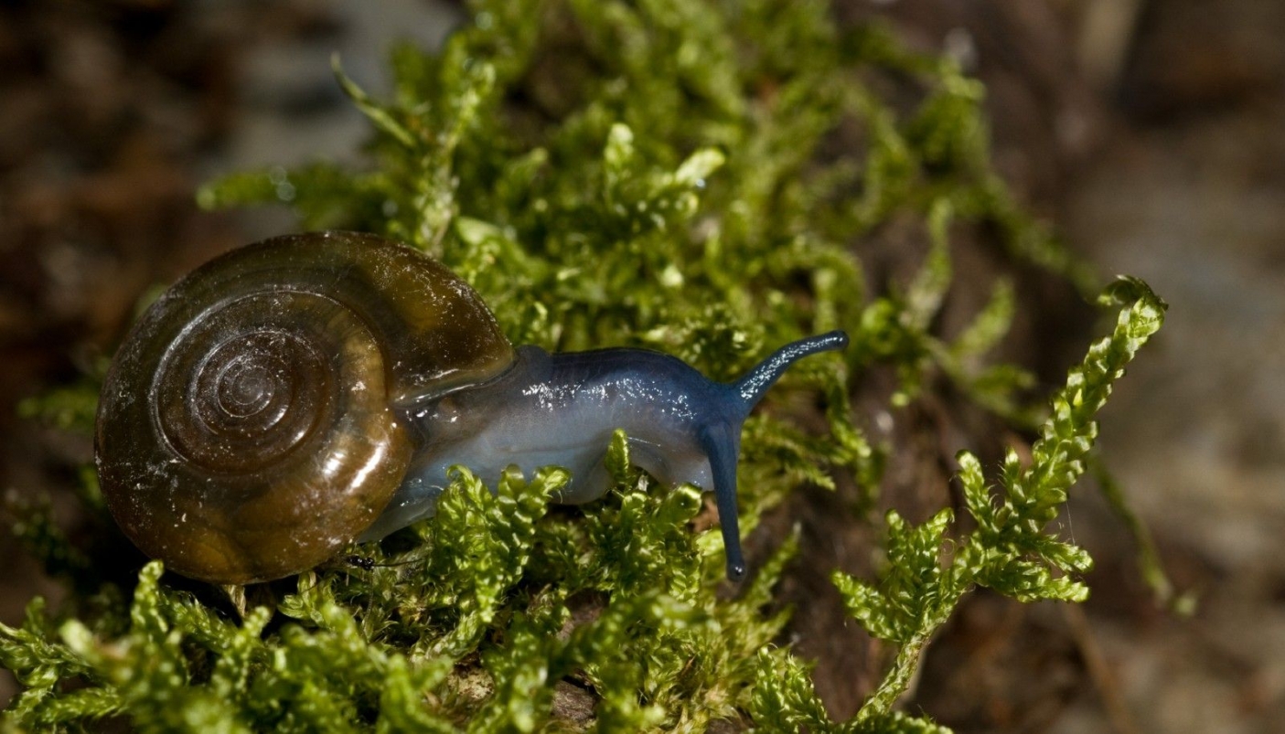 Oxychilus draparnaudi - Foto F. Crovetto