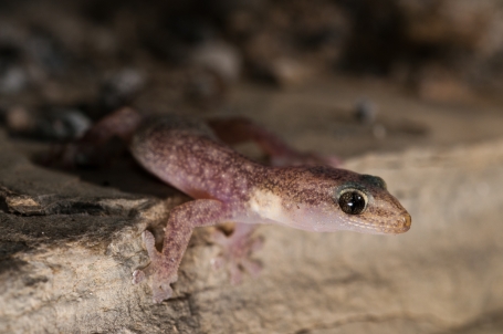 Euleptes europaea - Foto F. Crovetto