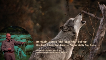 I lupi non ululano alla luna