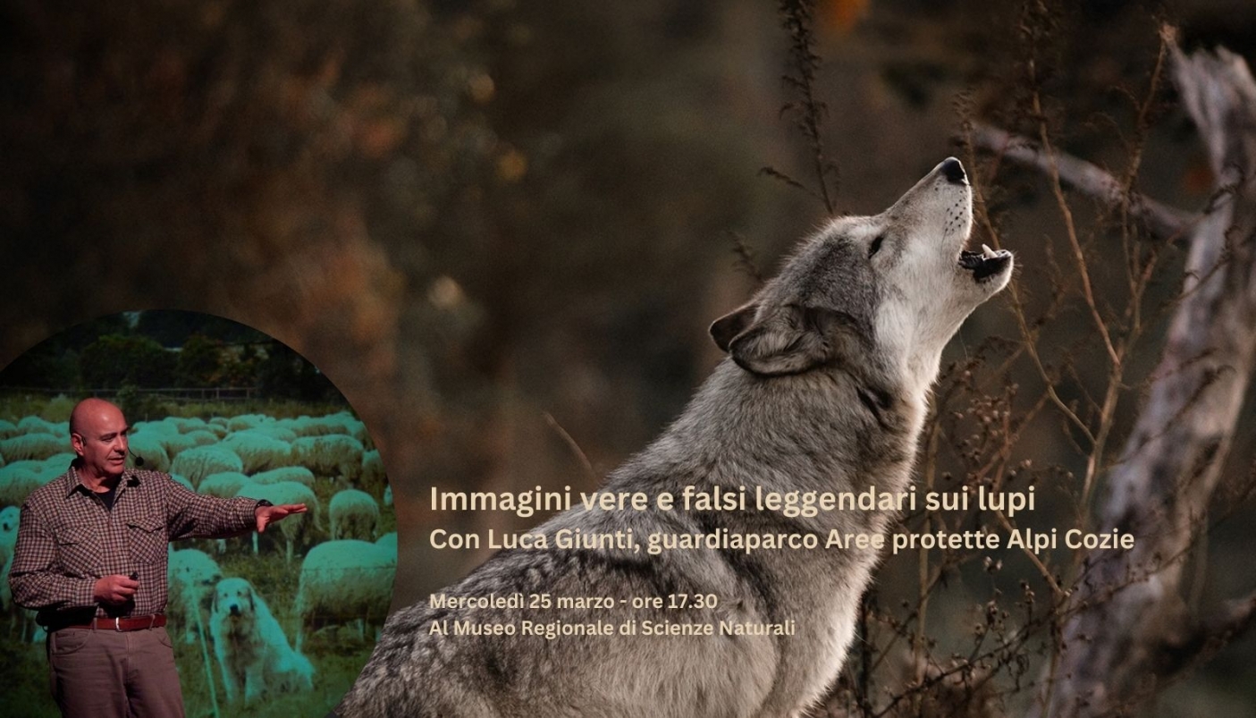 I lupi non ululano alla luna