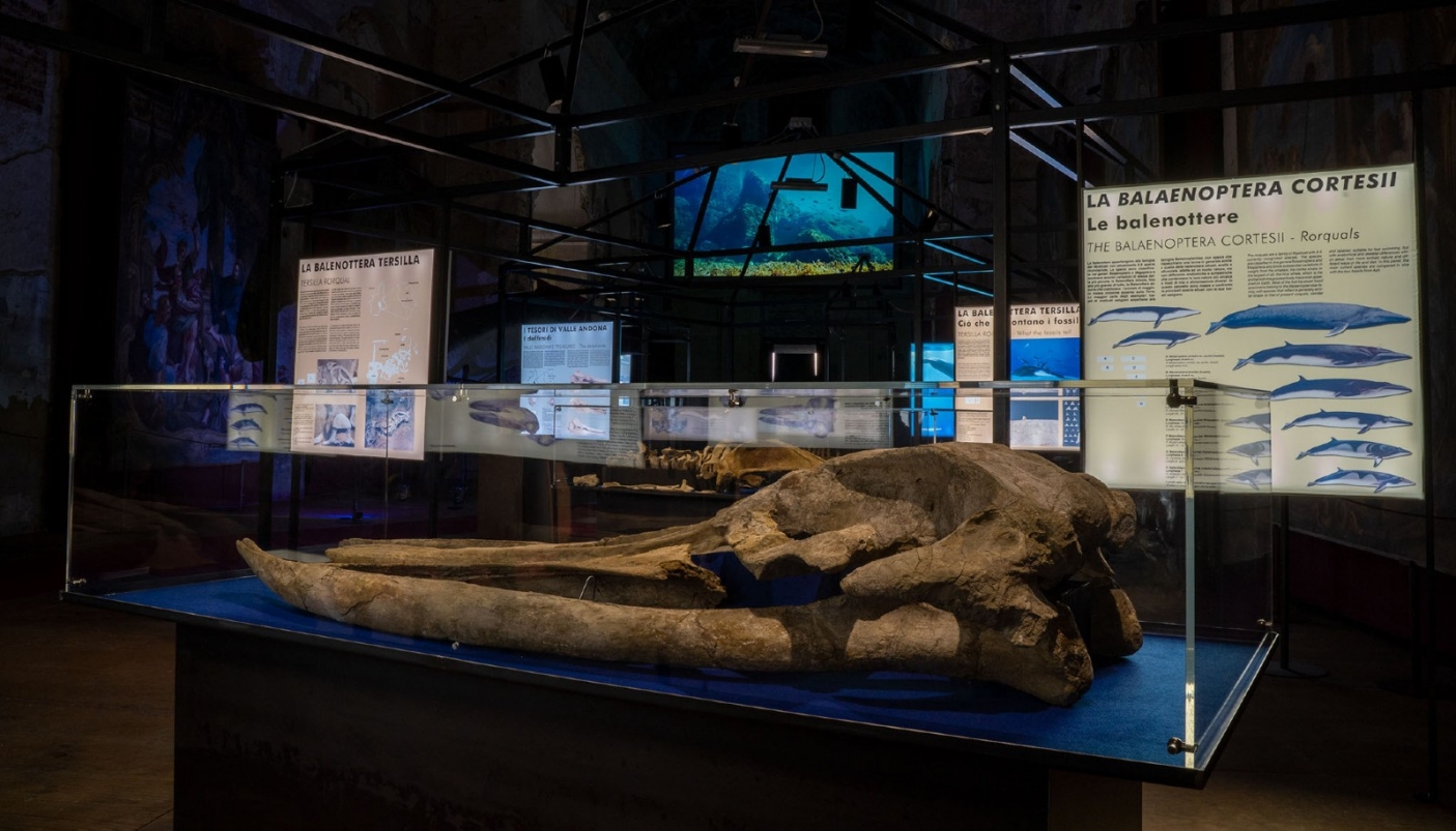 La balenottera fossile ritrovata a Montafia (AT) - Foto p.g.c. Museo Paleontologico dell'astigiano 