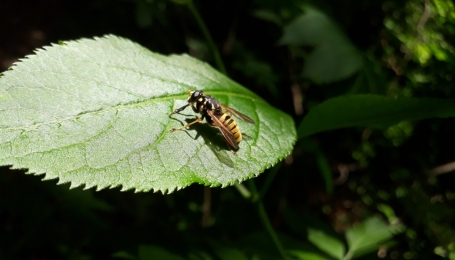 Temnostoma vespiforme  - Foto U. Maritano