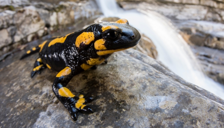 Salamandra pezzata, in pericolo per un fungo