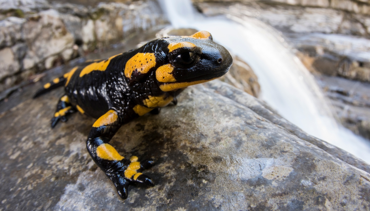 Salamandra pezzata, in pericolo per un fungo