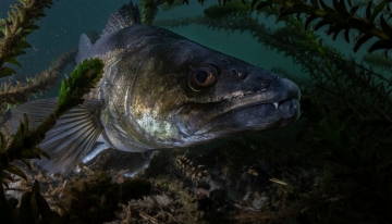 Ritratto di lucio perca | Foto M. Nocciola 