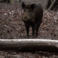 Cinghiali: il difficile controllo di una specie