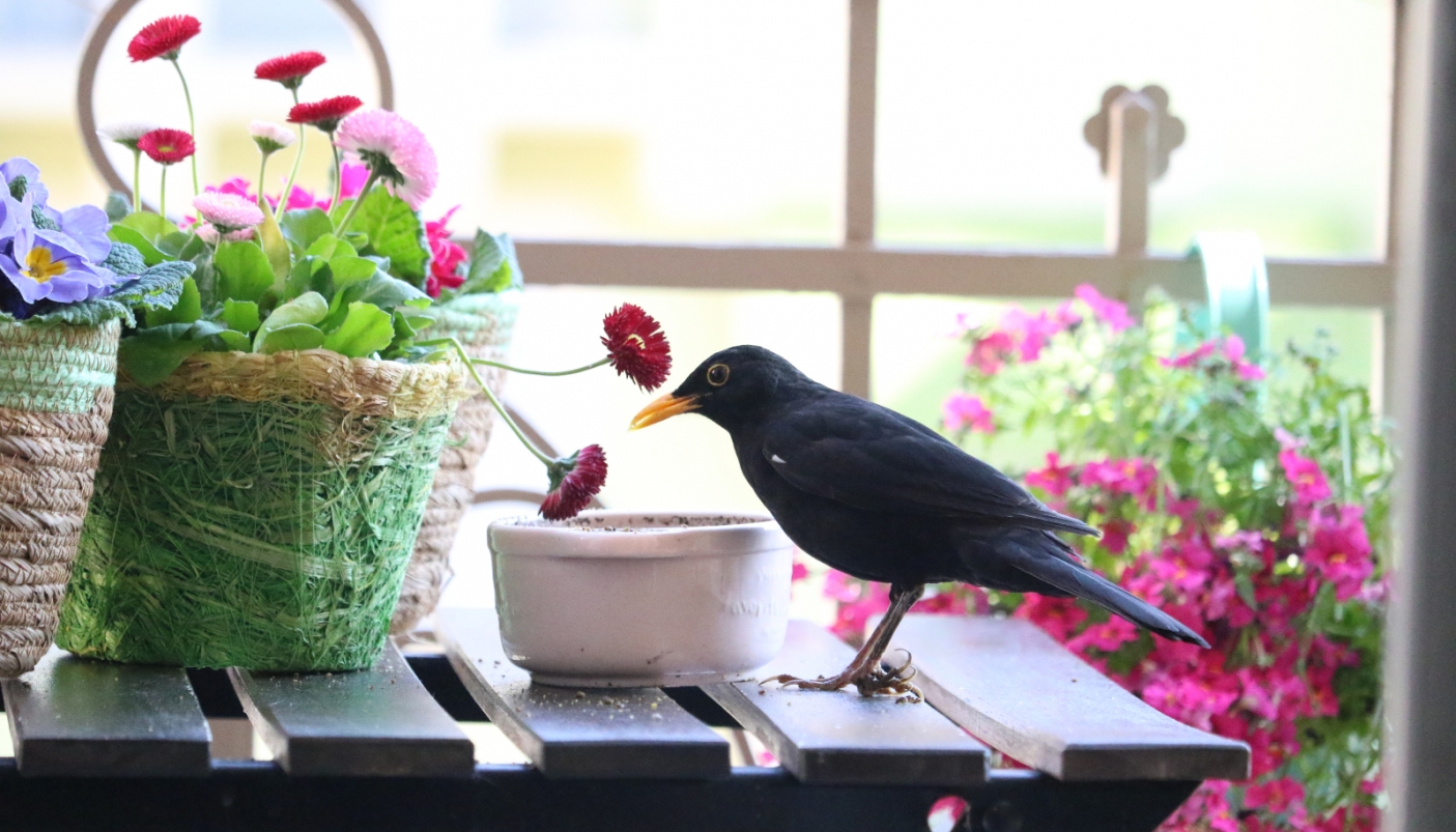 Un balcone cittadino trasformato in un piccolo angolo di biodiversit&agrave; - Foto S. Apicella. 