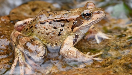 Rana alpina o montana, Rana temporaria. Femmina. Valle Strona. 
