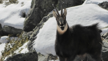 Le pazze corse dei camosci