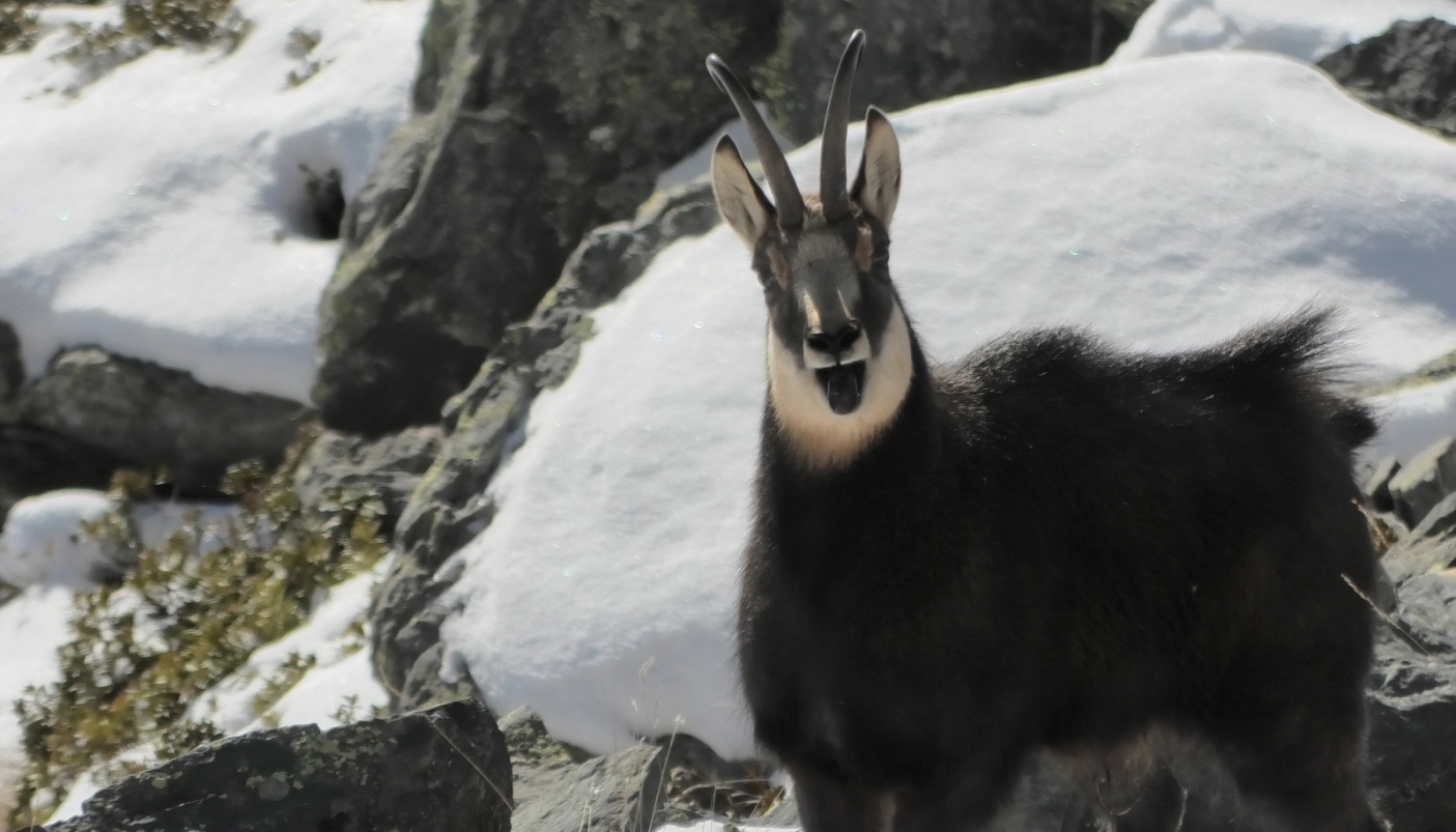 Le pazze corse dei camosci