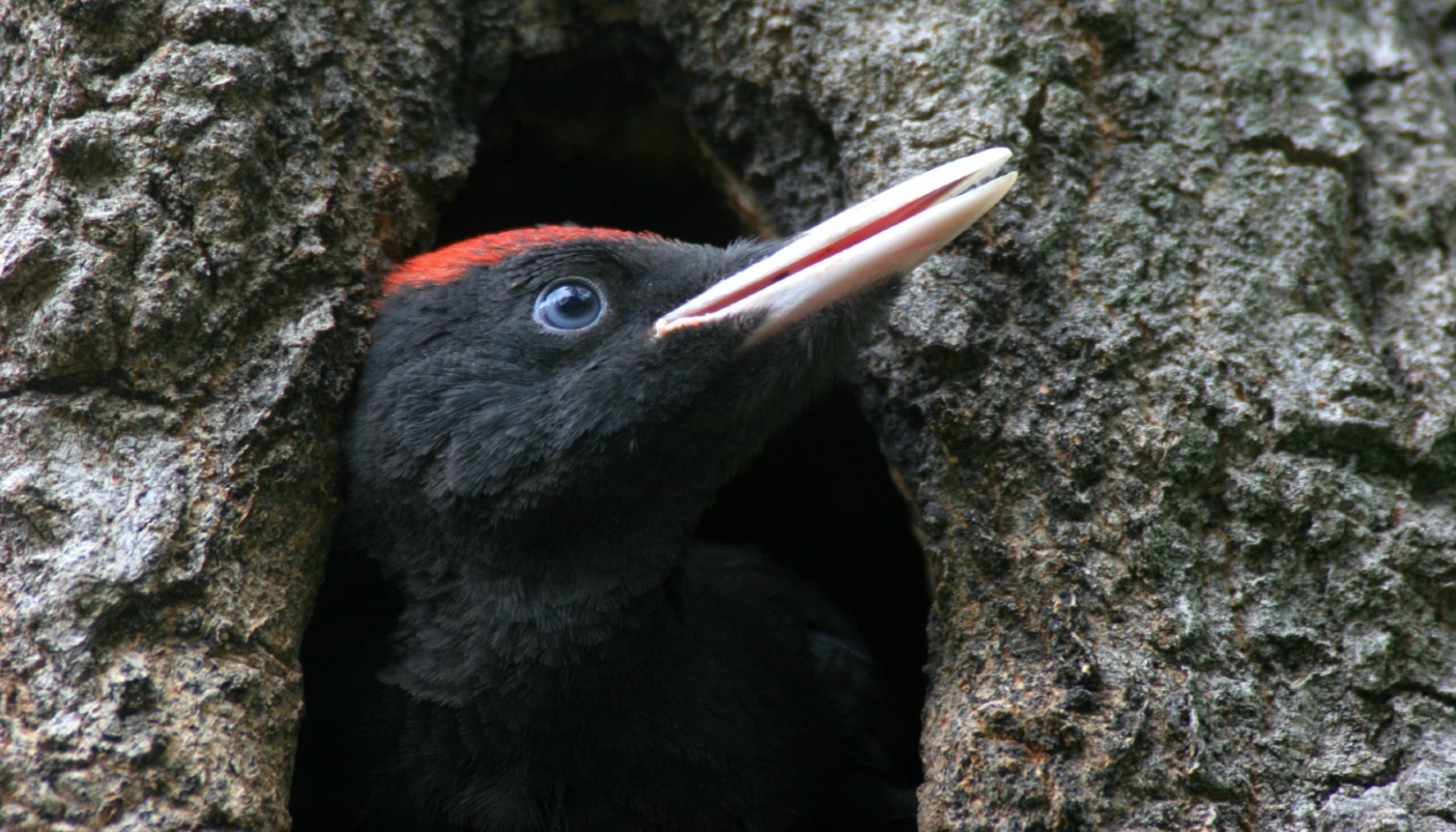 Picchio nero (Ph Dante Alpe | CeDrap)