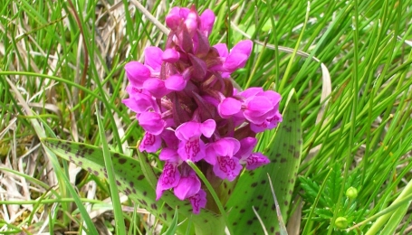 Orchidea provincialis - Foto Chiara Spadetti