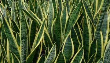Sansevieria_trifasciata_'Laurentii' | CC_ Mokkie [CC BY-SA 3.0 (httpscreativecommons.orglicensesby-sa3.0)] 