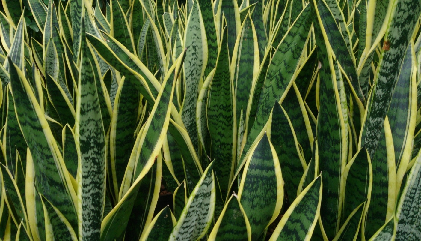 Sansevieria_trifasciata_'Laurentii' | CC_ Mokkie [CC BY-SA 3.0 (httpscreativecommons.orglicensesby-sa3.0)] 