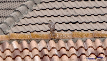 Sparviere su un tetto (Foto R. Ostellino)