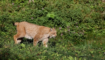 Esemplare di lince eurasiatica - Foto Pixabay 