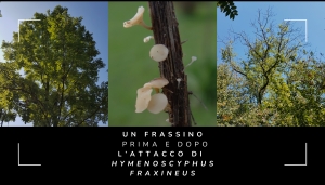 Nella foto: a sinistra e a destra, un frassino prima l'attacco del fungo patogeno. Al centro, Hymenoscyphus fraxineus
