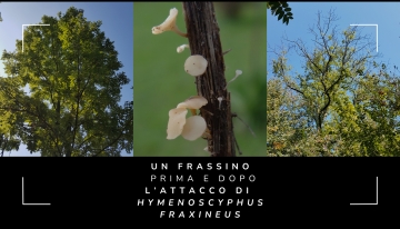 Un temibile fungo insidia il frassino in Piemonte
