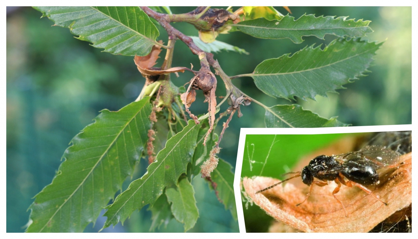 Nella foto, cinipide e castagno malato (Foto R☼W&epsilon;n&alpha; e Radio Alfa - Creative Commons)