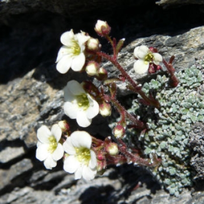 Saxifraga valdensis foto D. Rosselli