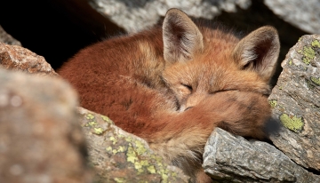 Cuscino | Foto di Luca Reano 