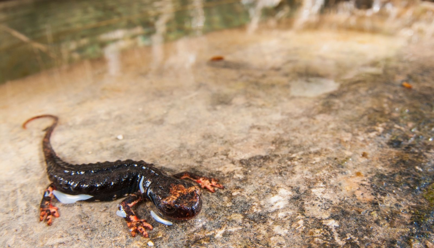 Le vasche artificiali, riparo per gli anfibi